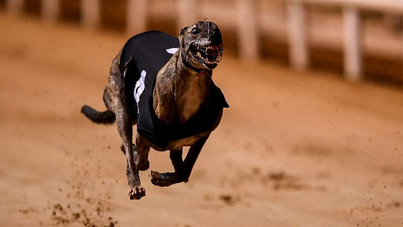 21 September 2019; Macaroon Cruz in action during race nine, The Michael Fortune Memorial Derby Plate Final, at Shelbourne Park in Dublin.  Photo by Harry Murphy/Sportsfile