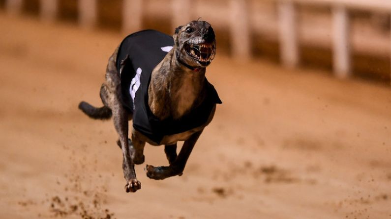 Easter Cup Victors Getting Back Down To Business At Shelbourne Park