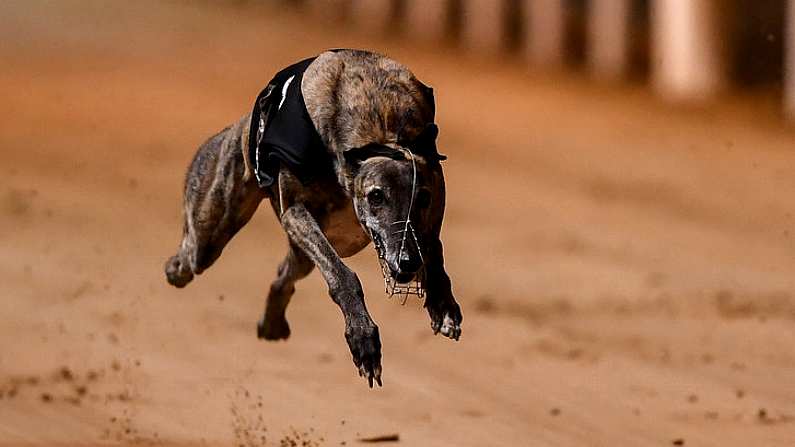 21 September 2019; Macaroon Cruz in action during race nine, The Michael Fortune Memorial Derby Plate Final, at Shelbourne Park in Dublin.  Photo by Harry Murphy/Sportsfile