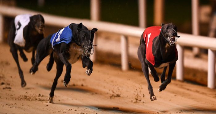 19+ Greyhound results from towcester best strategy