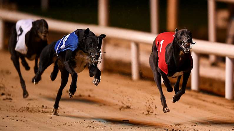 21 September 2019; Blue East, right, races next to Clonbrien Prince, on its way to winning race nine, The Michael Fortune Memorial Derby Plate Final at Shelbourne Park in Dublin.  Photo by Harry Murphy/Sportsfile