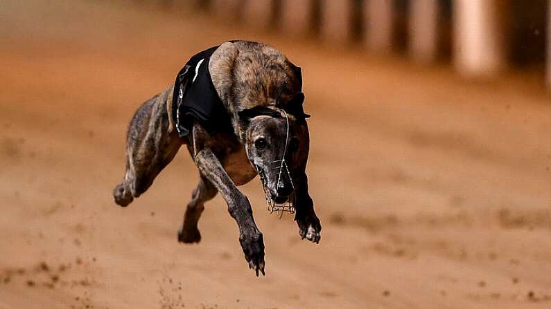 21 September 2019; Macaroon Cruz in action during race nine, The Michael Fortune Memorial Derby Plate Final, at Shelbourne Park in Dublin.  Photo by Harry Murphy/Sportsfile