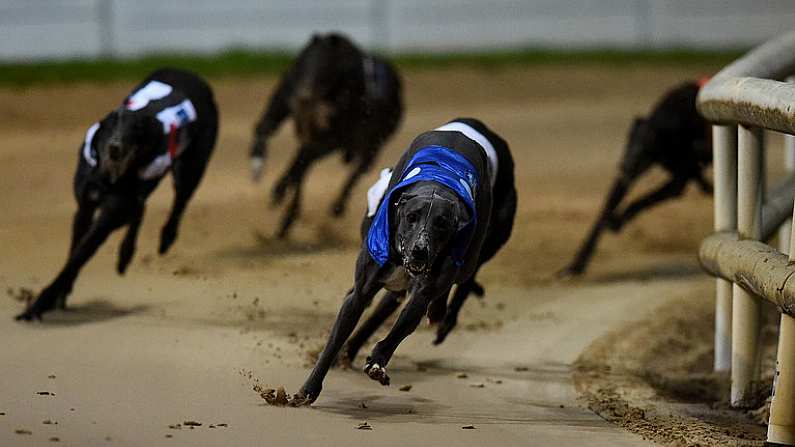 23 September 2017; Good News on its way to winning the Boylesports Irish Greyhound Derby during Boylesports Irish Greyhound Derby at Shelbourne Park in Dublin. Photo by Cody Glenn/Sportsfile