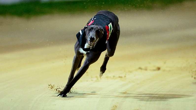 14 September 2013; Slippery Robert on the way to winning the Irish Greyhound Derby. Shelbourne Park, Dublin. Picture credit: Paul Mohan / SPORTSFILE