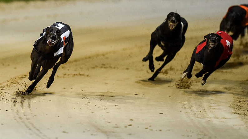 17 September 2016; Rural Hawaii, far left, on their way to winning The Final of the 2016 Boylesports Irish Greyhound Derby ahead of Holycross Leah, far right, and Sonic, centre, in Shelbourne Park, Dublin. Photo by Cody Glenn/Sportsfile