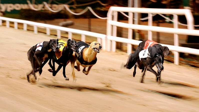 12 September 2009; Eventual winner College Causeway, 5, on its way to winning the paddypower.com Irish Greyhound Derby Final, from Shaneboy Lee, 6, Casheen Legend, 4, Faypoint Man, 3, and Belvedere Champs, 1. paddypower.com Irish Greyhound Derby, Shelbourne Park, Dublin. Picture credit: Stephen McCarthy / SPORTSFILE