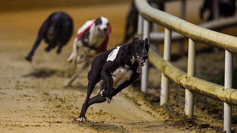 22 September 2018; Clonbrien Prince on its way to winning the Boylesports Deposit & Withdraw Cash In Store Open 550 at Shelbourne Park in Dublin. Photo by Harry Murphy/Sportsfile