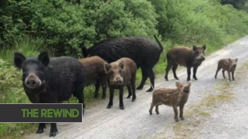 Kerry Locals Warned Of Wild Boar Running Wild