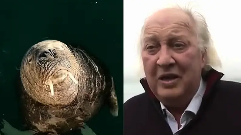 Breaking: Wally The Walrus Has Returned To Ireland