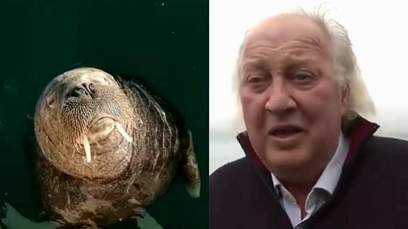 Breaking: Wally The Walrus Has Returned To Ireland