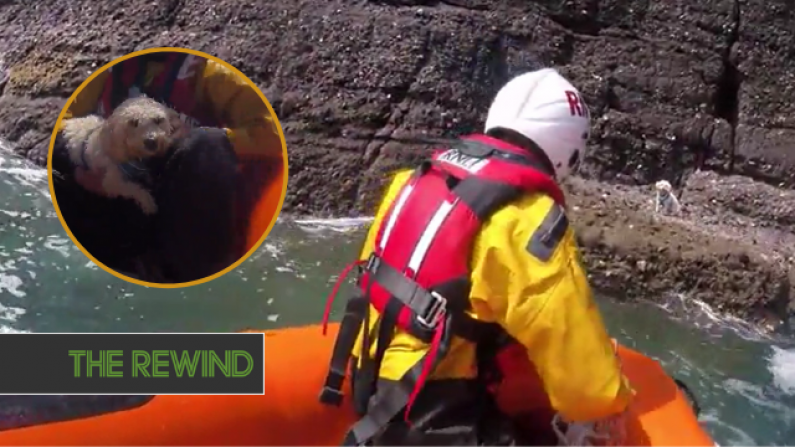 Watch: RNLI Bravely Rescue Dog Who Fell From Waterford Cliffs