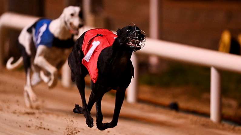 18 September 2021; Susie Sapphire on the way to winning the 2021 Boylesports Irish Greyhound Derby Final at Shelbourne Park in Dublin. Photo by Harry Murphy/Sportsfile