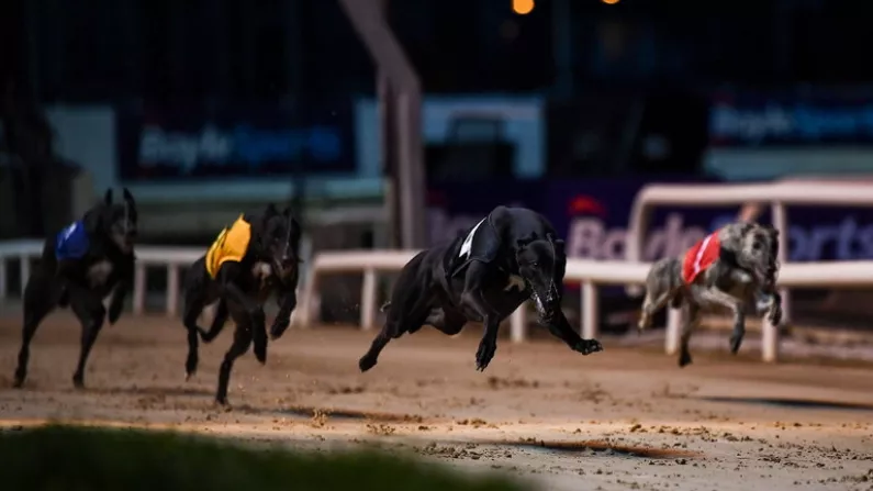 Another Vintage Year In Store For Greyhound Racing Fans Across The Country