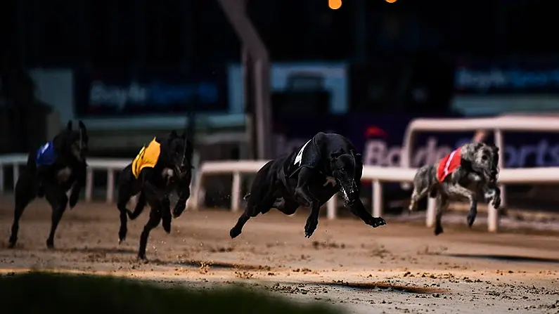 The Greyhound Racing Season Gets Off To A Real Start This Weekend