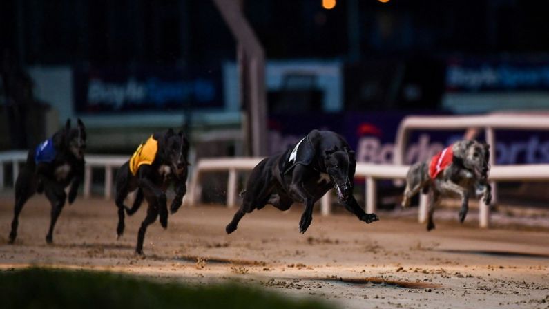 The Greyhound Racing Season Gets Off To A Real Start This Weekend