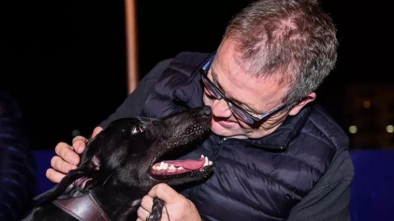 Susie Sapphire Remains The Jewel Of Irish Greyhound Racing