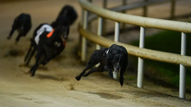 43 Irish Greyhounds Set Sights On English Derby