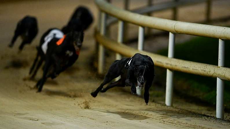 18 September 2021; Skywalker Cilla on the way to winning the Boylesports Irish Greyhound Derby Consolation 550 at Shelbourne Park in Dublin. Photo by Harry Murphy/Sportsfile