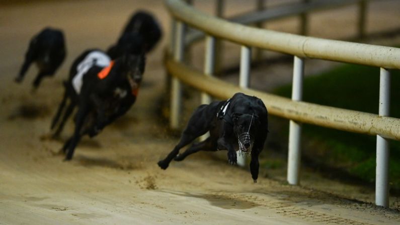 Easter Cup Set For Final Showdown At Shelbourne Park This Weekend