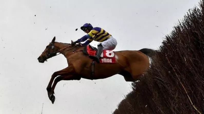 'Derek's Amazing' - Praise For Sligo Jockey After Cheltenham Winner