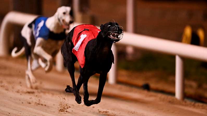 18 September 2021; Susie Sapphire on the way to winning the 2021 Boylesports Irish Greyhound Derby Final at Shelbourne Park in Dublin. Photo by Harry Murphy/Sportsfile