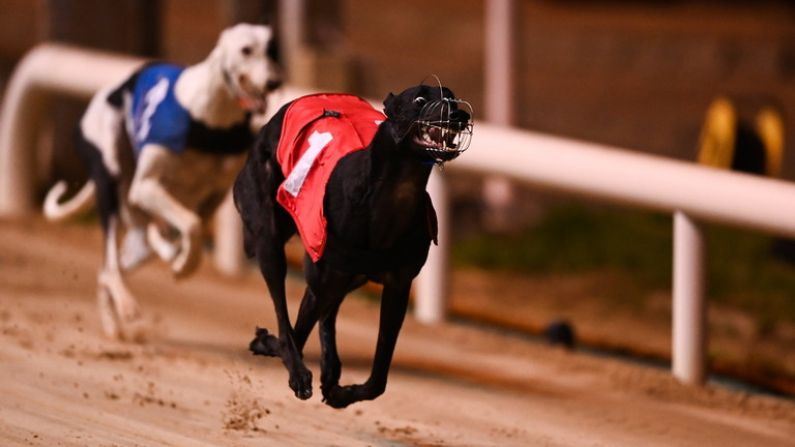 Shelbourne Park & Clonmel Set For Some Stellar Action This Weekend