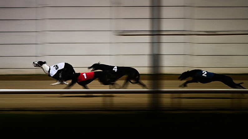 18 September 2021; Kameko, 3, leads the pack on the way to winning The Michael Fortune Memorial Derby Plate Final at Shelbourne Park in Dublin. Photo by Harry Murphy/Sportsfile