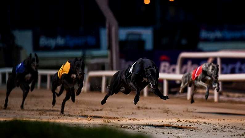 18 September 2021; Two Amigos, second from right, crosses the line to win the Boylesports Fon-A-Bet 350 at Shelbourne Park in Dublin. Photo by Harry Murphy/Sportsfile