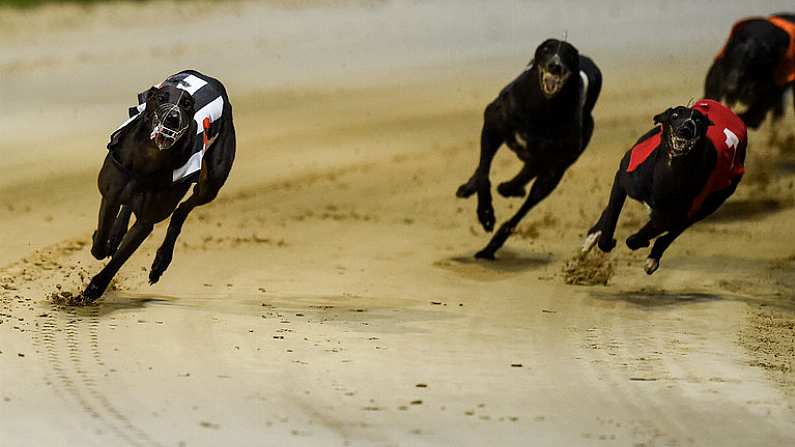 17 September 2016; Rural Hawaii, far left, on their way to winning The Final of the 2016 Boylesports Irish Greyhound Derby ahead of Holycross Leah, far right, and Sonic, centre, in Shelbourne Park, Dublin. Photo by Cody Glenn/Sportsfile