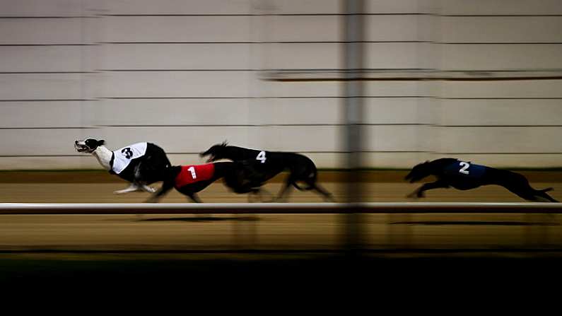 18 September 2021; Kameko, 3, leads the pack on the way to winning The Michael Fortune Memorial Derby Plate Final at Shelbourne Park in Dublin. Photo by Harry Murphy/Sportsfile