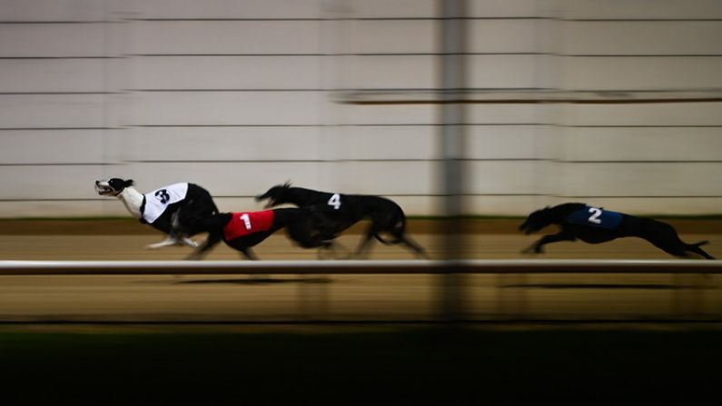 Irish Dogs The Favourite As Country Pursues 16th English Derby Victory