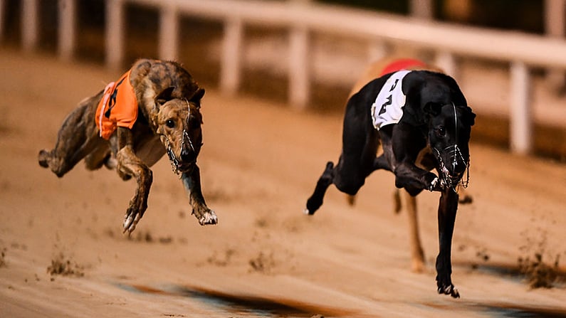 Shelbourne dog hot sale racing tonight