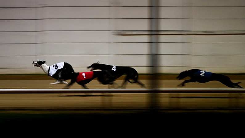 Irish Greyhound Derby Action Set To Heat Up At Shelbourne Park This Weekend