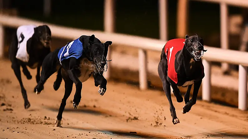 Crème De La Crème Set To Face Off In Irish Greyhound Derby At Shelbourne Park