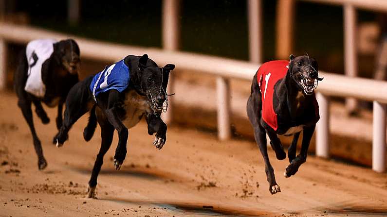 21 September 2019; Blue East, right, races next to Clonbrien Prince, on its way to winning race nine, The Michael Fortune Memorial Derby Plate Final at Shelbourne Park in Dublin.  Photo by Harry Murphy/Sportsfile