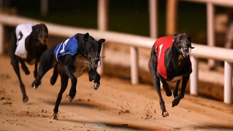 Greyhound Racing: Tote Gold Cup Final To Be Decided And Juvenile Classic