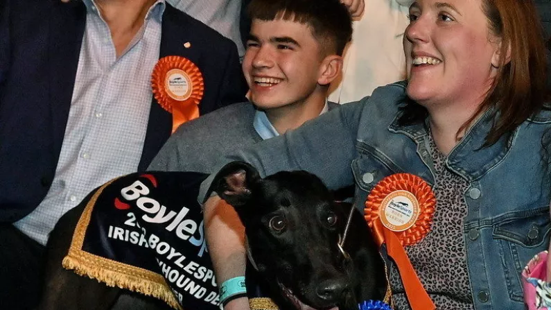 Born Warrior Is A Worthy Irish Greyhound Derby Champion