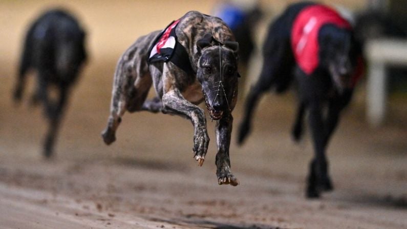 Graham Holland's Greatness With Greyhounds Expected To Be On Show Again This Weekend