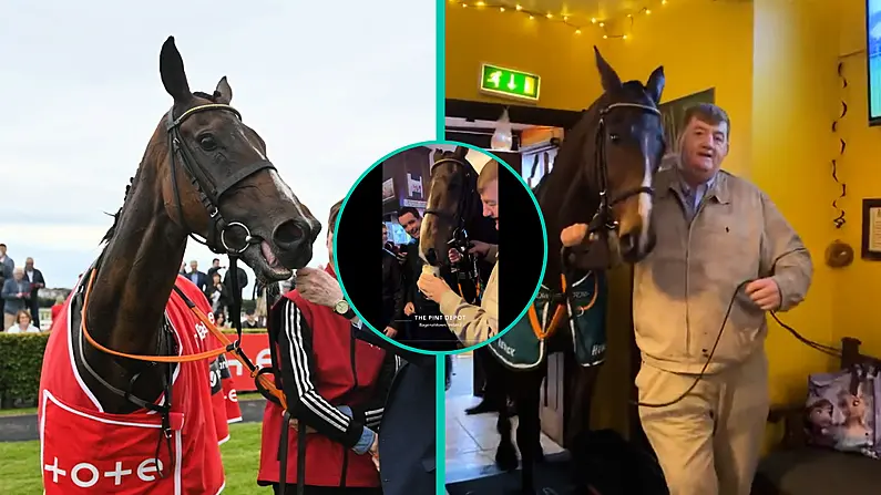 US Grand National Winning Racehorse Hewick Enjoys A Pint In Carlow