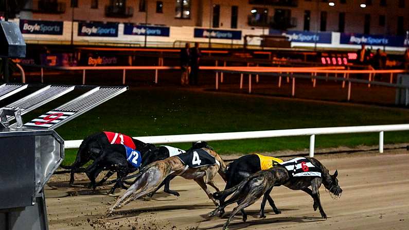 24 September 2022; Greyhounds leave the stalls at the start of the Michael Fortune Memorial Derby Plate Final during the 2022 BoyleSports Irish Greyhound Derby Final meeting at Shelbourne Park in Dublin. Photo by Seb Daly/Sportsfile