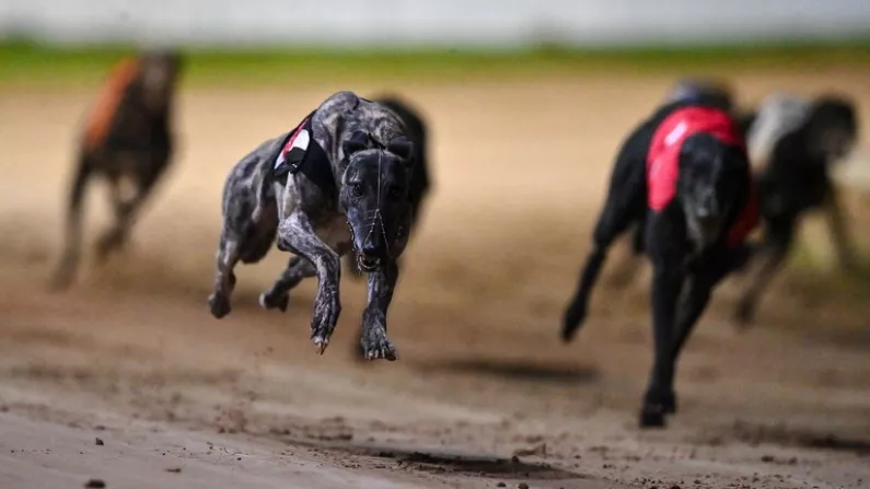 Irish Greyhound Stars Eyeing Another English Derby Raid