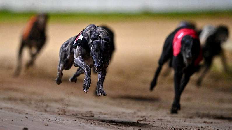 24 September 2022; Crafty Bonanza on the way to winning race six of the 2022 BoyleSports Irish Greyhound Derby Final meeting at Shelbourne Park in Dublin. Photo by Seb Daly/Sportsfile