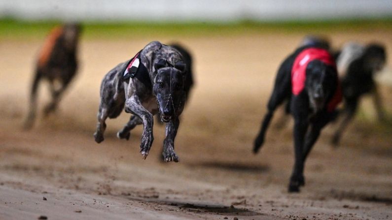 Warmup For Winter Racing Festival Continues At Shelbourne Park With National Puppy Stake