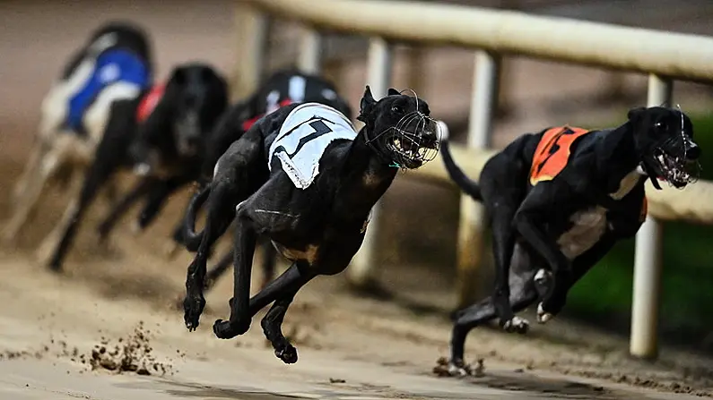 Is It Ballinabola Ed's Time To Taste Big Race Glory?