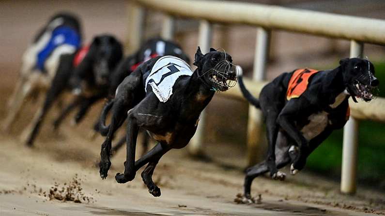 24 September 2022; Storys Peewee, left, on the way to winning race five of the 2022 BoyleSports Irish Greyhound Derby Final meeting at Shelbourne Park in Dublin. Photo by Seb Daly/Sportsfile