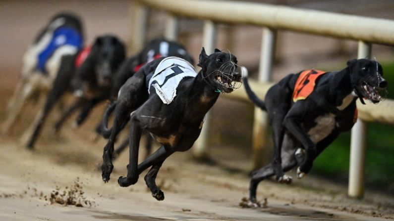 Shelbourne Park Set To Host The Business End Of Irish St Leger