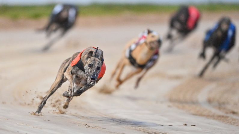 Why Tonight Is Arguably The Biggest Night Of The Greyhound Season So Far