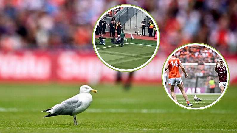 A Seagull Becomes Instant Fan Favourite After All-Ireland Final Performance