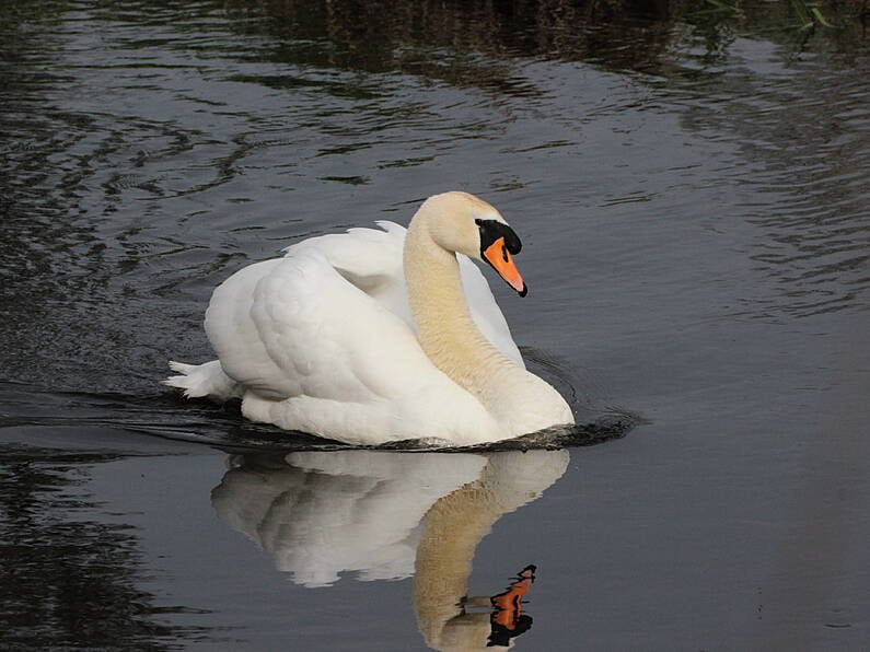 Tipperary farmer convicted and fined for killing swans