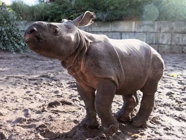 Only baby Indian Rhino in Ireland has finally been named